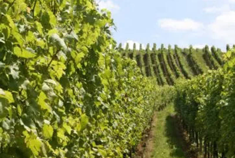 ALDEMAR RESORTS PARTICIPATES IN THE FUTOURIS SUSTAINABLE TOURISM PROGRAM