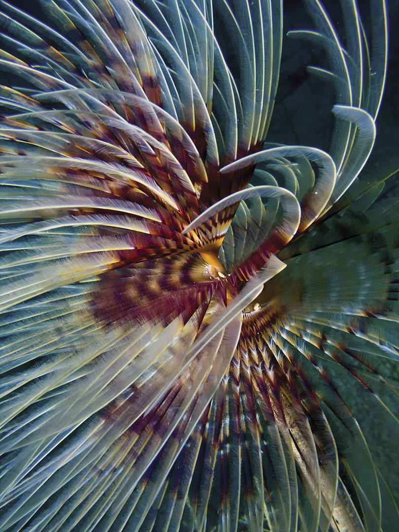 Aldemar Resorts CRW 0072